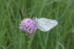 Farfalla - Aporia Crataegi