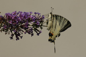Farfalla - Iphiclides Podalirius