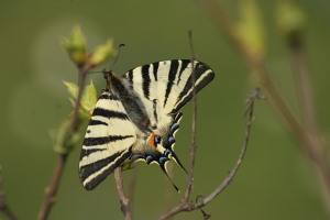 Farfalla - Iphiclides Podalirius - Podalirio