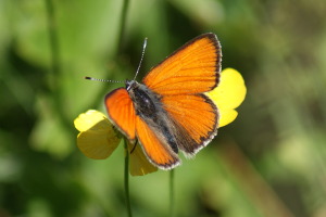 Farfalla - Lycaena Hippothoe