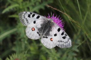 Farfalla - Parnassius Apollo
