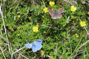 Farfalle - Polyommatus Bellargus - Bellargo maschio e femmina