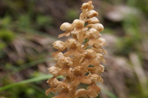 Neottia Nidus-Avis - Orchidea Nido d'Uccello
