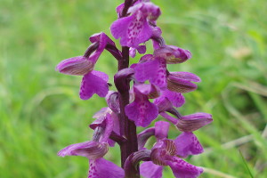 Orchis Morio - Orchidea Minore
