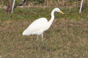 Airone bianco maggiore - Ardea alba