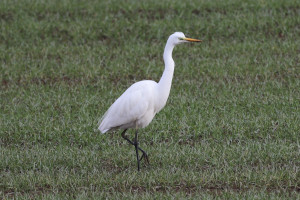 Airone bianco maggiore - Ardea alba