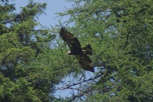 Aquila reale