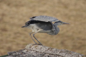 Airone cenerino - Ardea cinerea