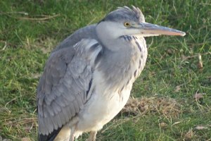 Airone Cenerino - Ardea Cinerea