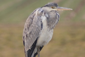 Airone cenerino - Ardea cinerea