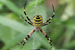 Argiope bruennichi - Ragno vespa