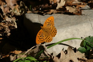 Farfalla - Argynnis paphia - Pafia