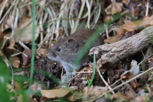 Arvicola dei Boschi - Myodes Glareolus