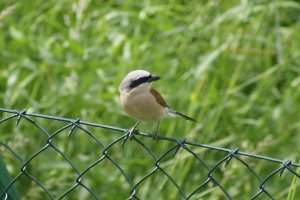 Averla piccola - Lanius collurio