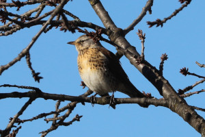 Cesena - Turdus pilaris