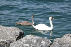Cigno con piccolo