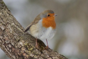 Pettirosso - Erithacus rubecula