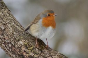 Pettirosso - Erithacus Rubecula