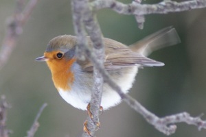 Pettirosso - Erithacus Rubecula