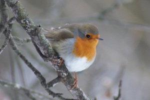 Pettirosso - Erithacus Rubecula