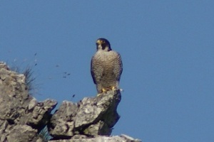 Falco peregrinus - Falco pellegrino