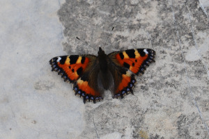 Farfalla Aglais urticae - Vanessa dell'ortica