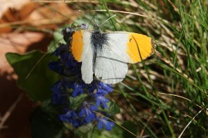 Farfalla - Anthocharis Cardamines - Aurora