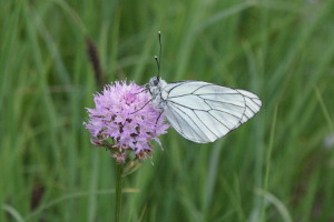 Farfalla - Aporia crataegi
