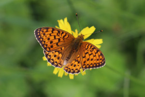 Farfalla - Argynnis Adippe