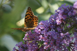 Farfalla - Argynnis Adippe