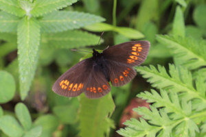 Farfalla - Erebia