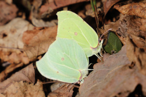 Farfalla - Gonepteryx rhamni - Cedronella maschio e femmina