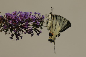 Farfalla - Iphiclides podalirius