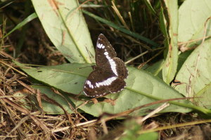 Farfalla - Limenitis Camilla