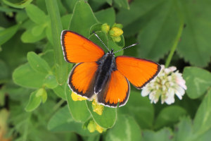 Farfalla - Lycaena Hippothoe