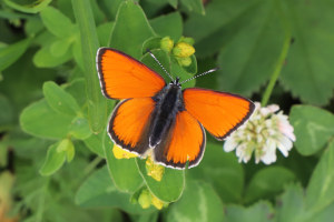 Farfalla - Lycaena hippothoe