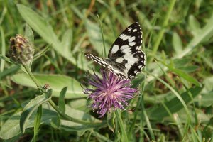 Farfalla - Melanargia Galathea