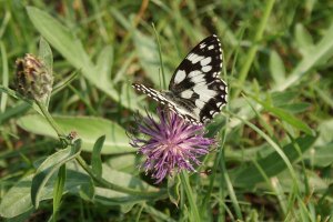 Farfalla - Melanargia galathea