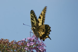 Farfalla - Papilio Machaon - Macaone