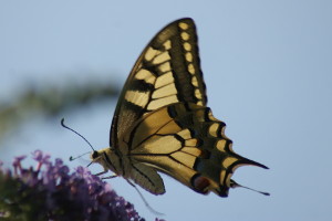 Farfalla - Papilio machaon - Macaone