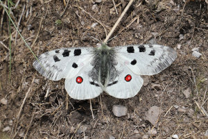 Farfalla - Parnassius apollo