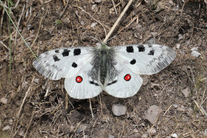 Farfalla - Parnassius Apollo