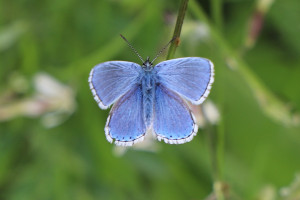 Farfalla - Polyommatus Bellargus - Bellargo