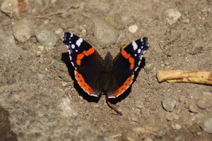 Farfalla - Vanessa atalanta