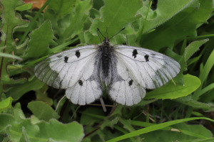 Farfalla - Parnassius Mnemosyne