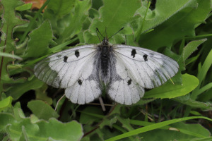 Farfalla - Parnassius mnemosyne