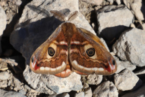 Farfalla - Saturnia pavoniella - Pavonia minore maschio