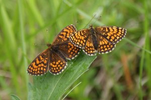 Farfalle - Melitaea Phoebe