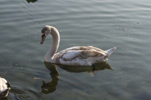 Giovane cigno