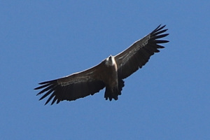 Grifone - Gyps fulvus